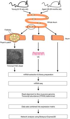 Aging-Related Impairments to M Cells in Peyer’s Patches Coincide With Disturbances to Paneth Cells